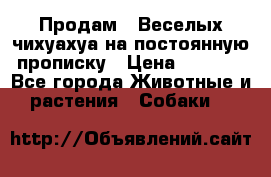 Продам.  Веселых чихуахуа на постоянную прописку › Цена ­ 8 000 - Все города Животные и растения » Собаки   